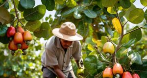 Catalysing Sustainability: The Call to Boost Nigeria’s Cashew Industry