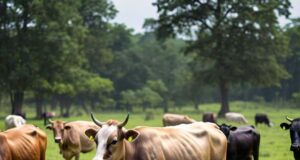 The New Ministry of Livestock: Implications for Nigeria’s Agricultural Sector.