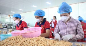 Reviewing Nigeria’s Cashew Roadmap (2025–2035): From Policy Promise to Practical Pathways