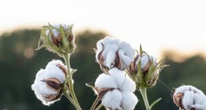 From Looms to Growth: The History of Nigeria’s Cotton, Textile and Garment (CTG) Sector as a Driver of Economic Development