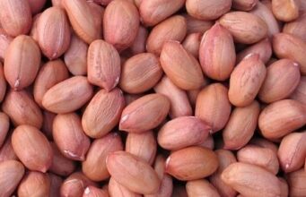 From Pyramids to Processing Powerhouse: Nigeria’s Groundnut Renaissance