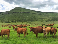 The Great Grazing Transition