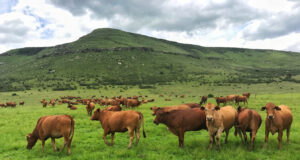 The Great Grazing Transition