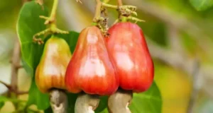 REMOVE BOTTLENECKS LIMITING ACCESS TO CREDIT; CASHEW STAKEHOLDERS CALL ON FEDERAL GOVERNMENT